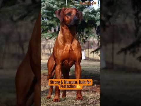 Meet the Kombai Dog: A True Indian Guard Dog
