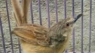 Burung ciblek gunung, ninin eurih gacor