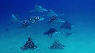 Diving with Spotted Eagle Rays in Puerto Morelos, Mexico