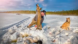 ЩУКА ВЗБЕСИЛАСЬ. НЕБЫВАЛАЯ РЫБАЛКА НА ЖЕРЛИЦЫ. РЫБА КЛЮЁТ НЕПРЕРЫВНО. ВЗЯЛ ТРОФЕЙНЫХ ЩУК