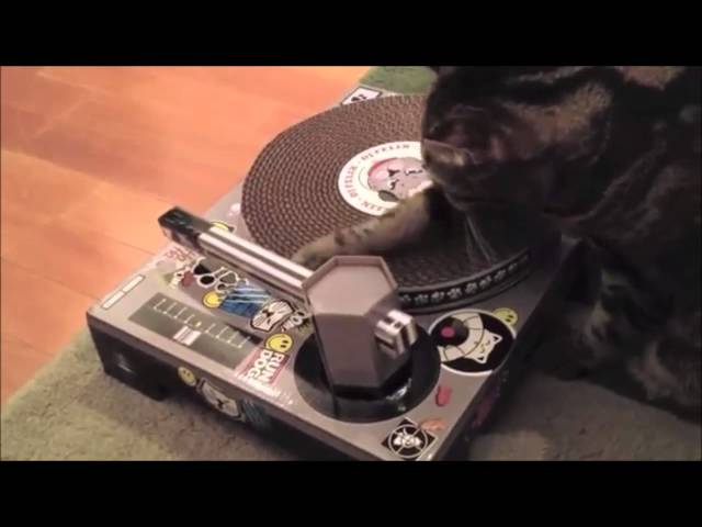 猫 Suck U K ターンテーブル型 爪とぎ Dj ペット用品 グッズ ペットが喜ぶクリスマスプレゼント 犬 猫 猫 Suck U K ターンテーブル型 爪とぎ Dj ペット用品 グッズ ペットが喜ぶクリスマスプレゼント 犬 猫