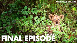 KRUGER NATIONAL PARK 2022  | DAY 5-6 | LIONESS WITH CUBS, LEOPARD ON A KILL, RHINOS & LIL CREATURES screenshot 3