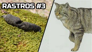 RASTREO #3 - Excremento de Gato Montés (Felis silvestris)