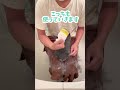 【うさぎあるある】終わったと見せかけてまだまだ換毛期うさぎ【ネザーランドドワーフのコッペ】#ネザーランドドワーフ #うさぎ #うさぎのいる暮らし #ウサギ #うさぎのいる生活 #shorts