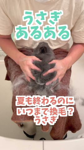【うさぎあるある】終わったと見せかけてまだまだ換毛期うさぎ【ネザーランドドワーフのコッペ】#ネザーランドドワーフ #うさぎ #うさぎのいる暮らし #ウサギ #うさぎのいる生活 #shorts
