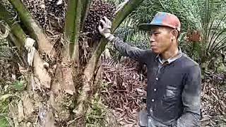 Download Lagu Terbongkar rahasia cara memanen sawit yang baik dan benar MP3