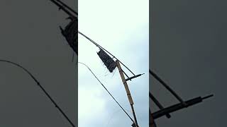 Download Lagu adu suara kolecer shorts MP3