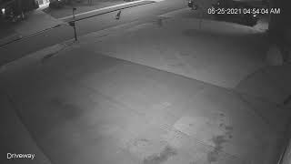 Fox Or Coyote? Pooping In The Street.