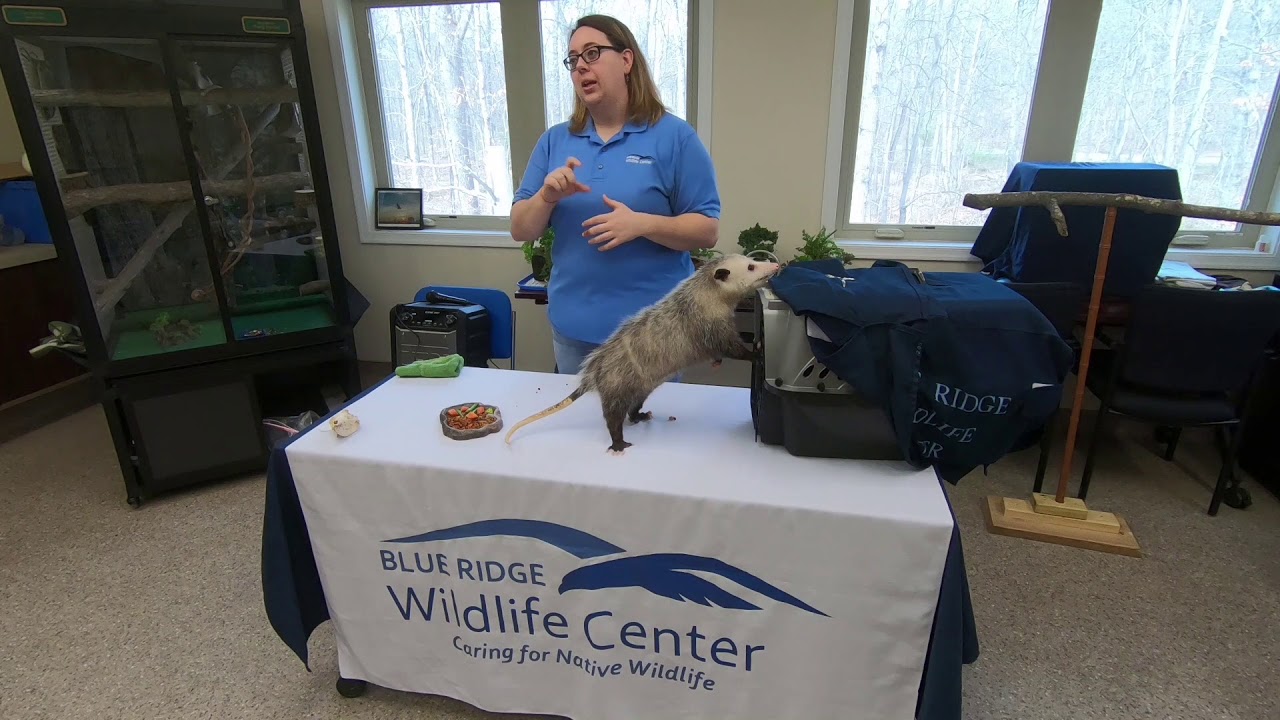 Virginia Opossom Program with Jennifer