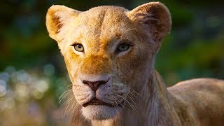 New the lion king (2019) "nala" live action tv spot + trailers.
subscribe to our main channel ► http://bit.ly/flickssubscribe for
more clips, trail...