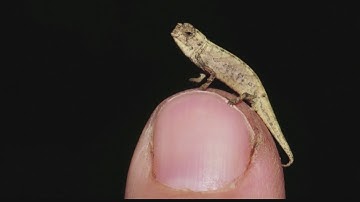 Scientists discover nano-chameleon, size of a sunflower seed