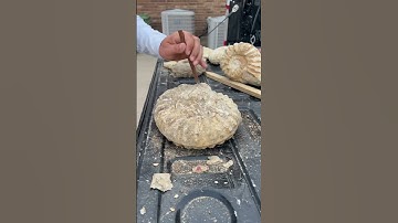 Satisfying Ammonite cleaning #asmr