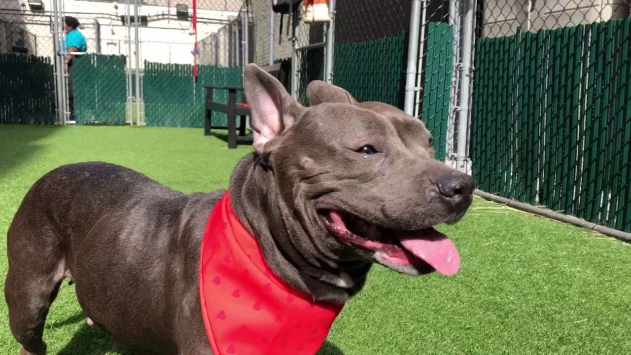 camera iphone 8 plus apk GLORIA 57758 is glorious 🐰 NYCACC