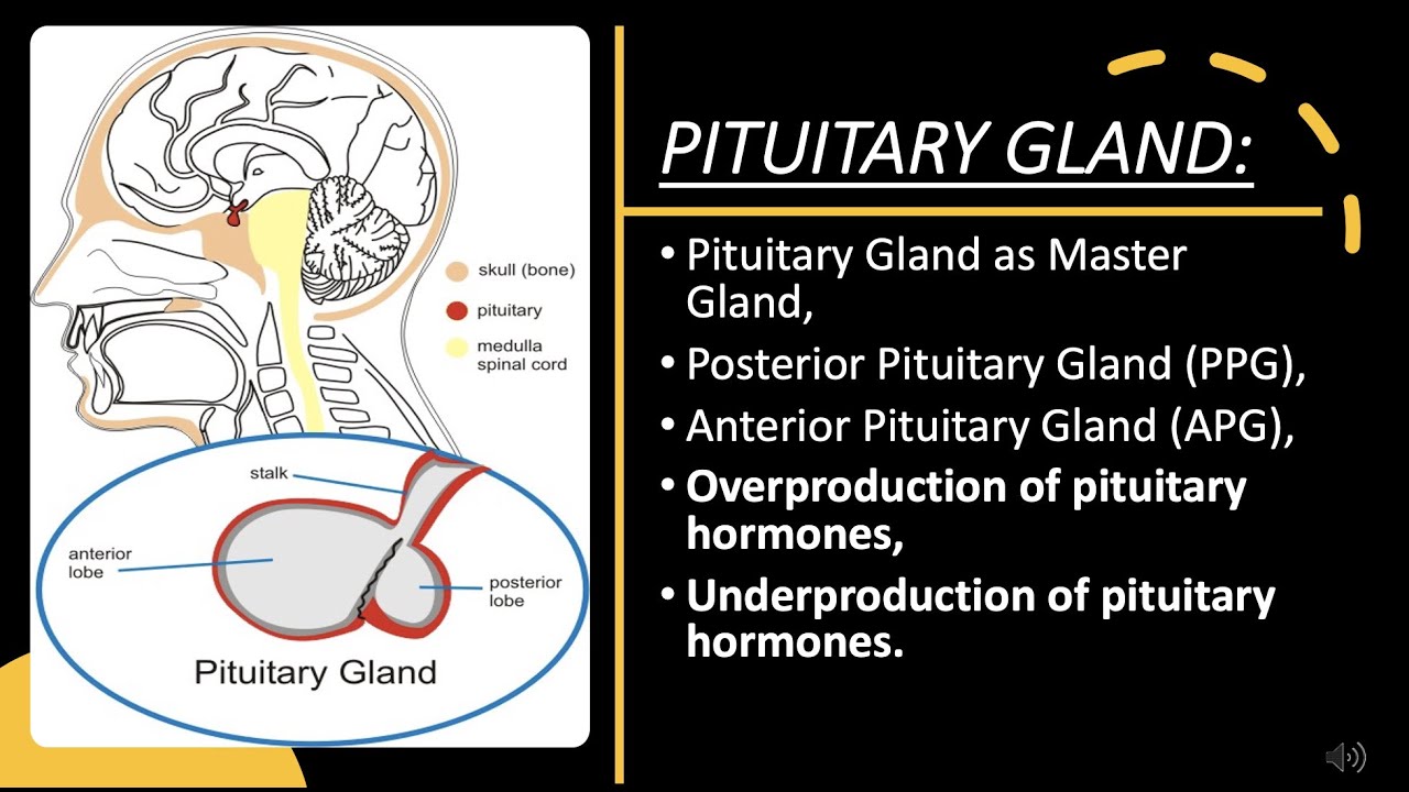 PITUITARY GLAND -Types of Pituitary Gland,Difference between PPG and ...