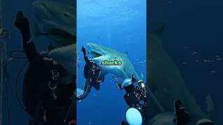 The Deadliest Shark in the Ocean 😱