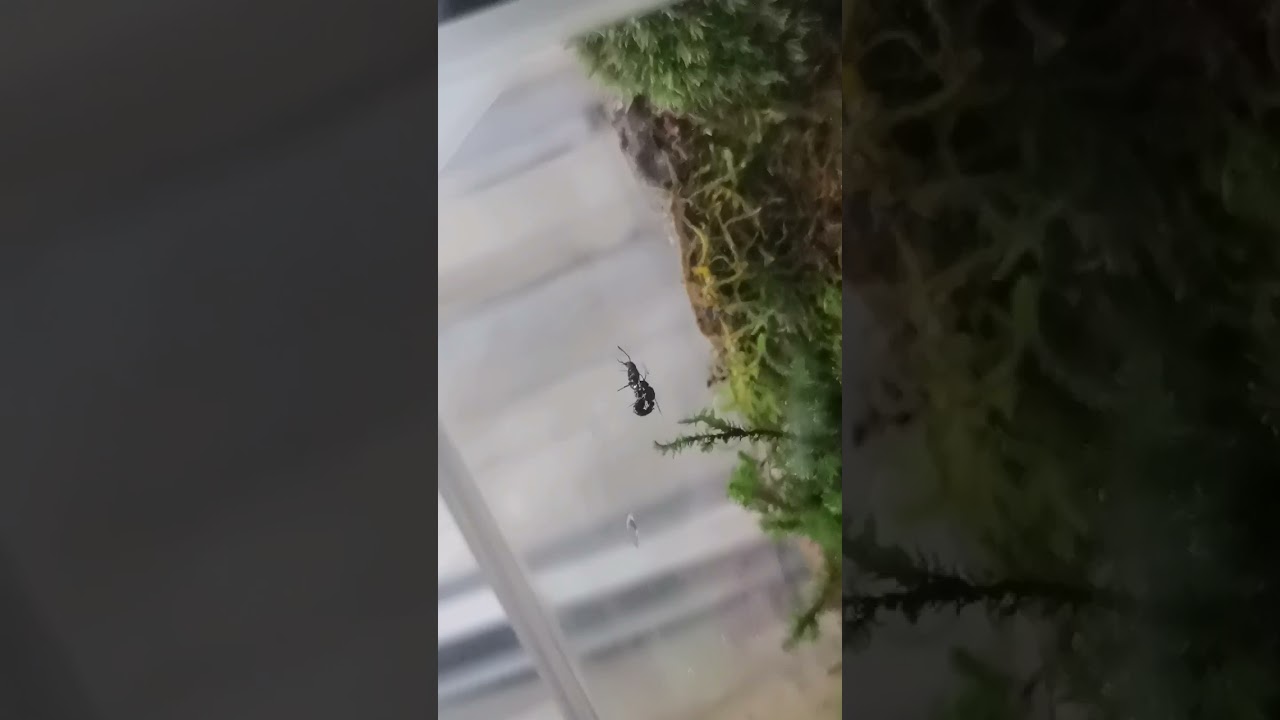 Unknown ant species mating
