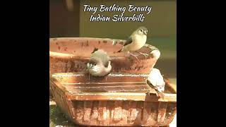 Tiny Bathing Beauties Indian Silver bills #birdbaths #birds #birdbehaviour #munia
