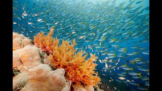 Epic Voyage in Raja Ampat (4K) screenshot 2