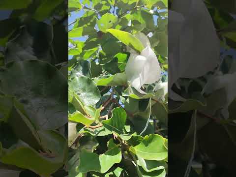 xin phép được đố anh em đây là quả gì