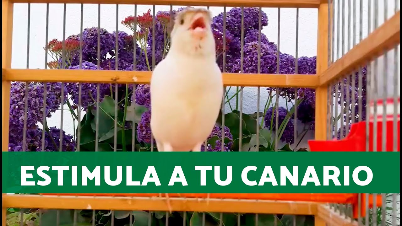 Si tu CANARIO no CANTA ponle este canto ESTIMULANTE para CANARIOS - YouTube