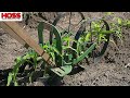 Hilling and Side-Dressing Fall Sweet Corn with the High Arch Wheel Hoe | Peaches & Cream