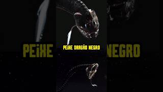 Peixe Dragão Negro. #curiosidades #animais #oceano
