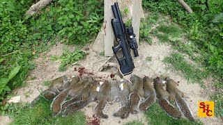 Pest Control with Air Rifles - Squirrel Shooting - Head Movement