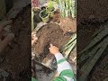 आज से शुरू करो#snakeplant care#snakeplant #gardening#garden