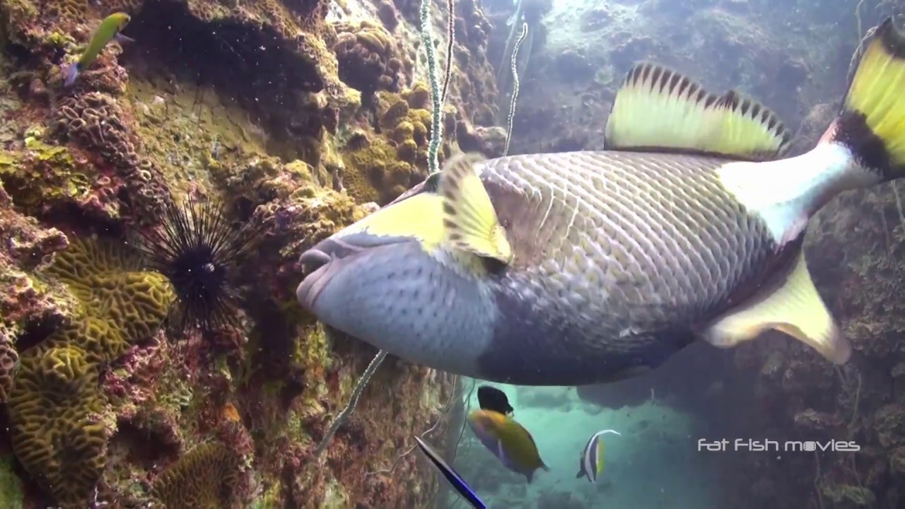 Titan Triggerfish (29) | Stock Video For Sale - YouTube