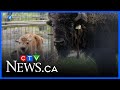Zoo Welcome New Baby Wood Bison 