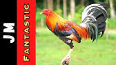 Jm Fantastic Gamefarm San Pablo City Laguna Youtube Jm Fantastic Gamefarm San Pablo City Laguna Youtube