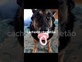Cachorro chupetão e o seu filho