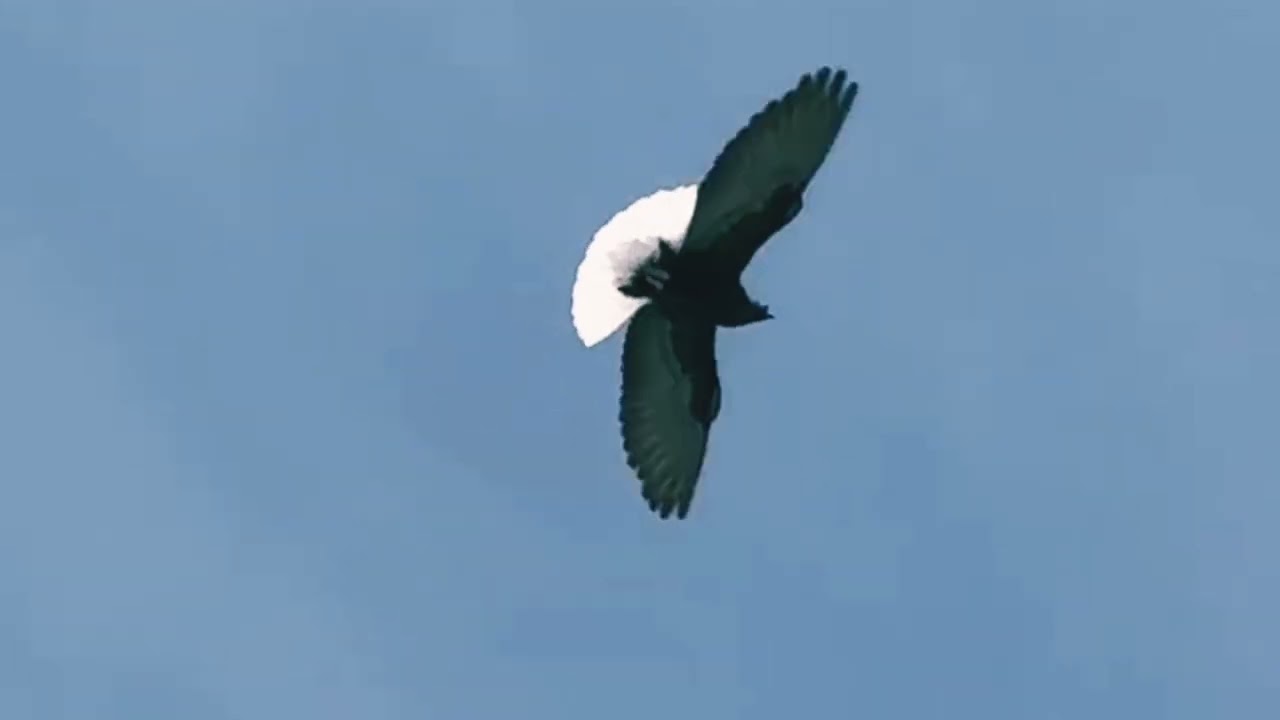 Люди вывели новую Породу Голубей