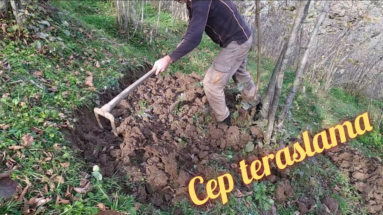 Fındıkta cep teras | Meyilli arazide teraslama ve tabandan organik gübre uygulaması.
