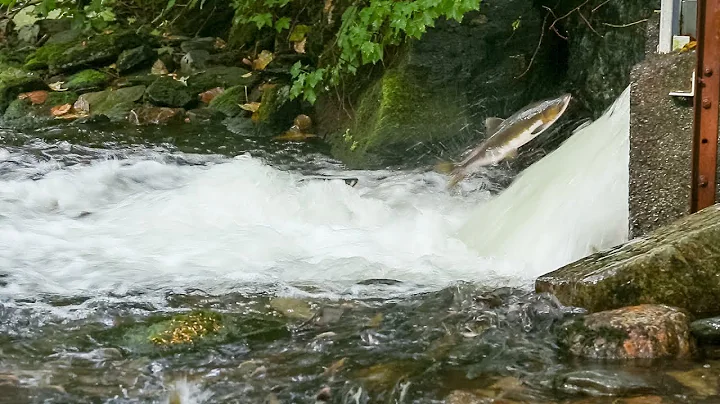 Are there Salmon in Ketchikan, Alaska?