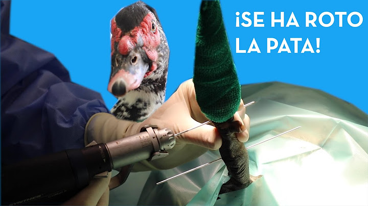 ¡EL PATO JUAN SE ROMPE UNA PATA! - Traumatología.