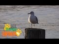 * SEAGULLS * | Birds For Kids | All Things Animal TV