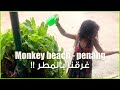 Monkey beach - penang | الجازي غرقت  بماليزيا!!