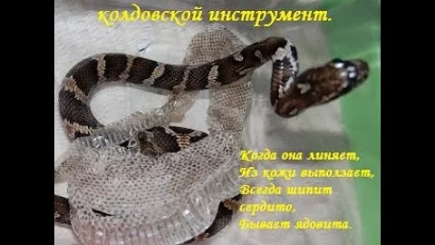 Змея и выползок в колдовстве. #змея #выползок