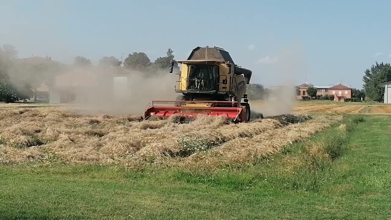 Trebbiatura ravanello giapponese da seme. Az. Agr. Bazzanini. Argelato BO