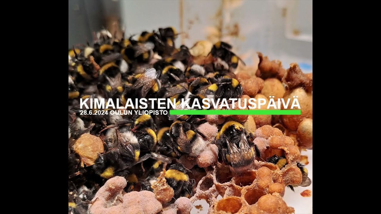 Kimalaispesän elinkierto