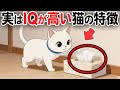 実はめっちゃ頭がいい猫の特徴【猫雑学】