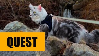 Cat Curiosity Expedition Through Mystery Rock | Walking with Einstein