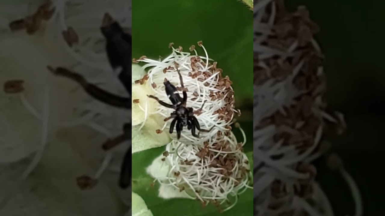 Spider on blackberry buds (Sergiolus montanus, is harmless to humans.  Tigard Oregon 6-14-23