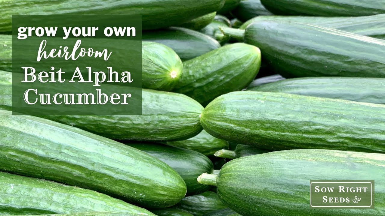 Sow Right Seeds Beit Alpha Cucumbers YouTube
