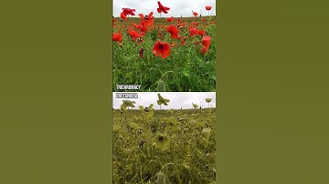 How do those with colour blindness perceive poppies?#Shorts #ColourBlind #ColorBlind