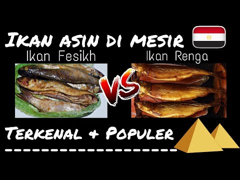 Video: Ikan Di Mesir