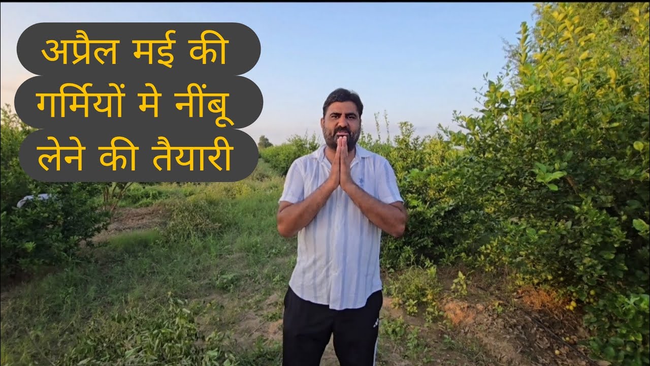 53.. हमारे 3 साल के बालाजी के पौधों से गर्मियों मे नींबू लेने की तैयारी.सितंबर मे करे ये काम #nimbu
