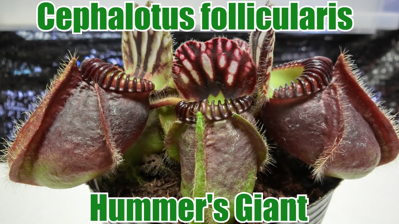 【食虫植物】セファロタス　Hummer's Giant(ハマースジャイアント)