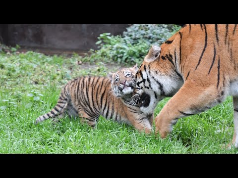 La prima uscita di Kala, la tigre di Sumatra del Bioparco di Roma